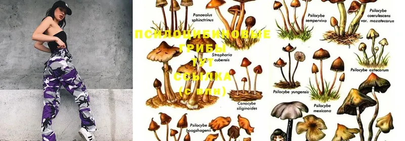 закладки  Инсар  Псилоцибиновые грибы Psilocybine cubensis 